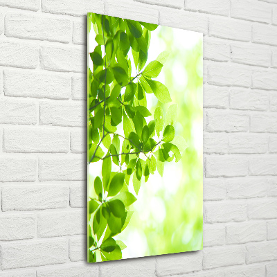 Print on acrylic Green leaves