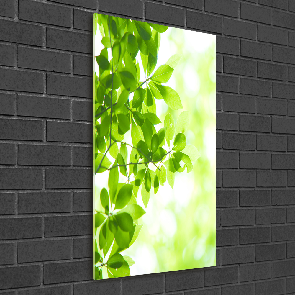 Print on acrylic Green leaves