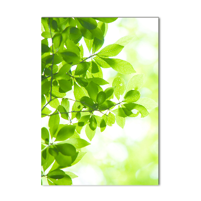 Print on acrylic Green leaves