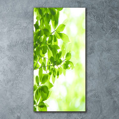 Print on acrylic Green leaves