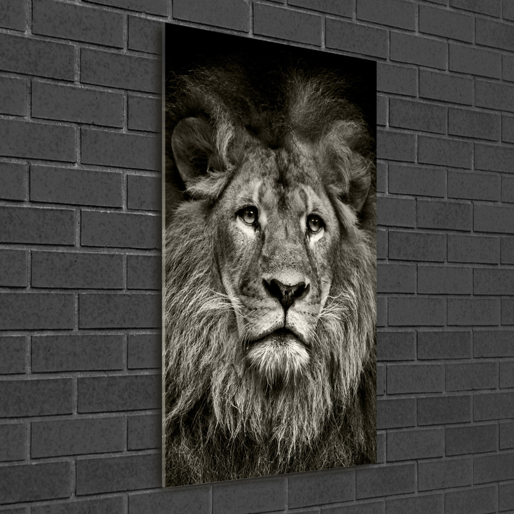 Acrylic glass print Lion