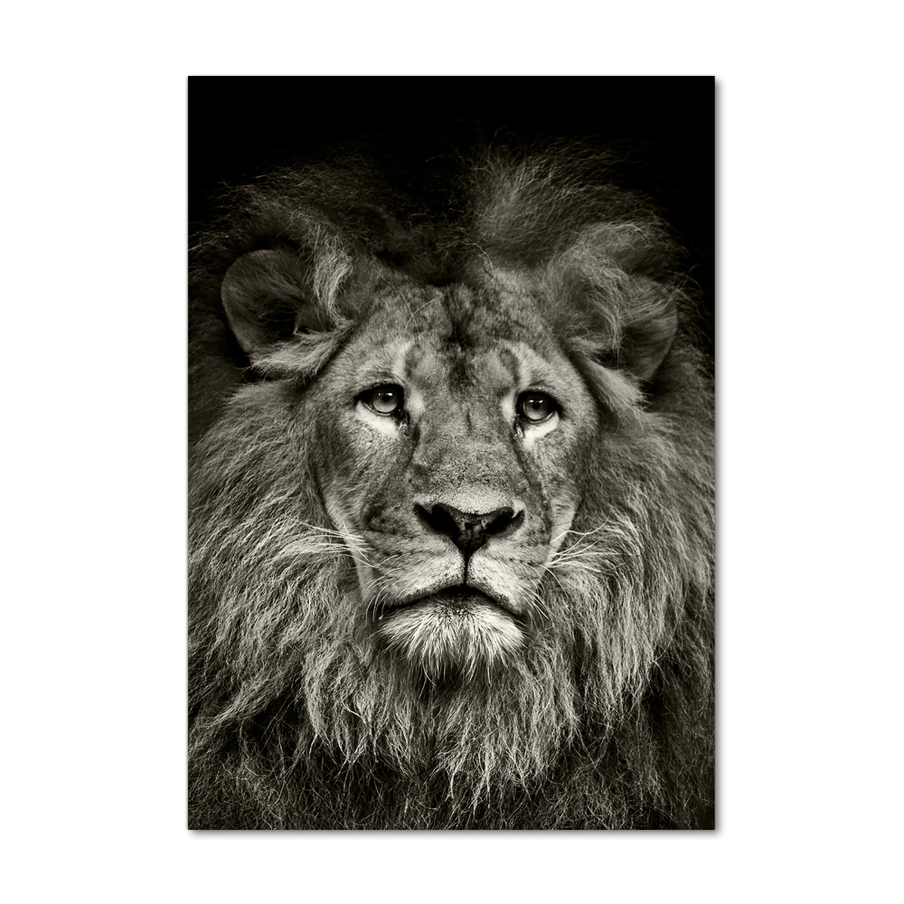 Acrylic glass print Lion