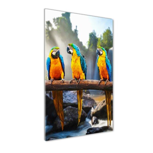 Print on acrylic Ary parrots