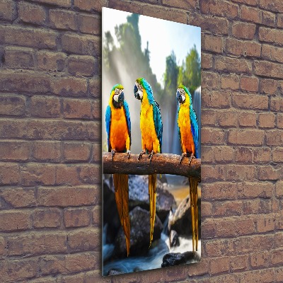 Print on acrylic Ary parrots