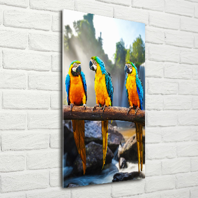 Print on acrylic Ary parrots