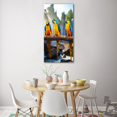 Print on acrylic Ary parrots