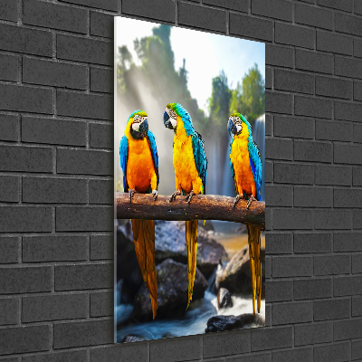 Print on acrylic Ary parrots