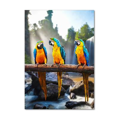 Print on acrylic Ary parrots