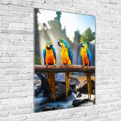 Print on acrylic Ary parrots