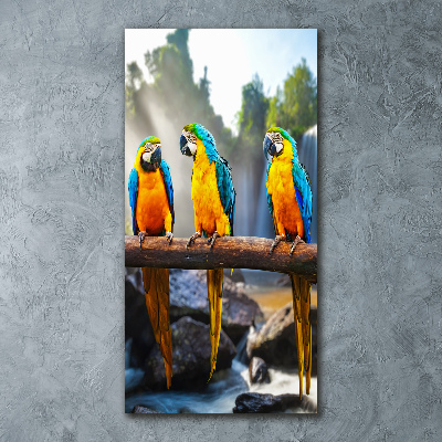 Print on acrylic Ary parrots