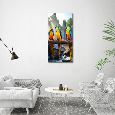 Print on acrylic Ary parrots