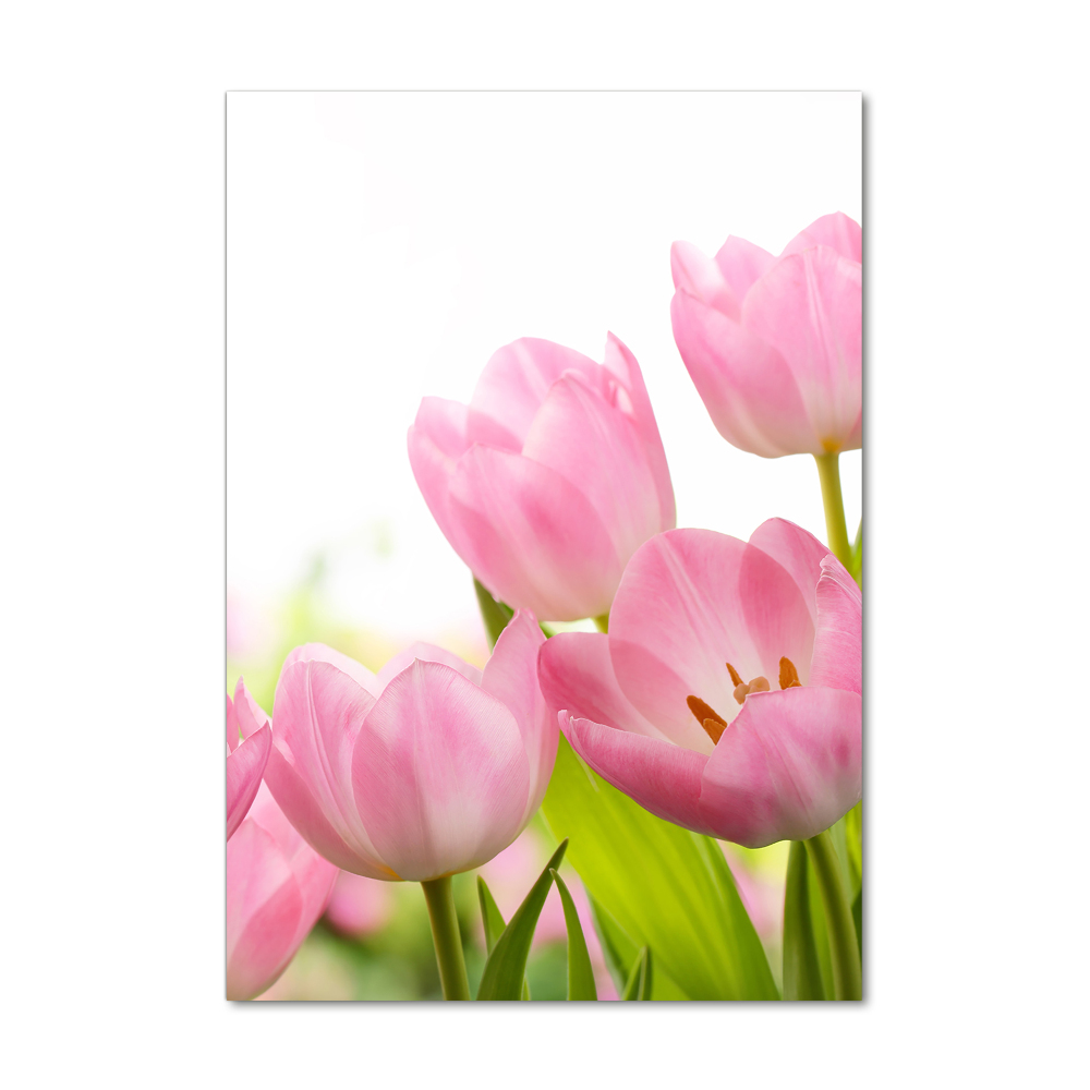 Print on acrylic Pink tulips