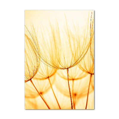 Print on acrylic Dandelion seeds