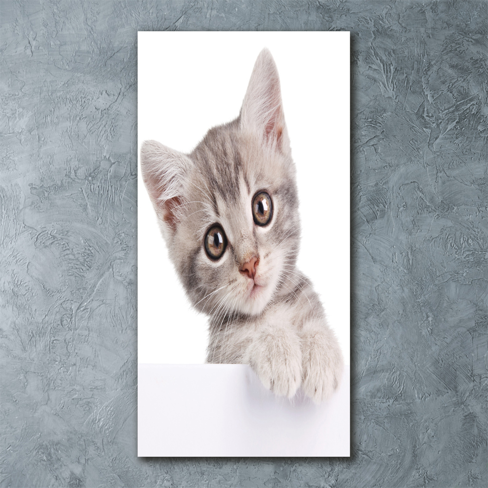 Acrylic wall art Gray cat