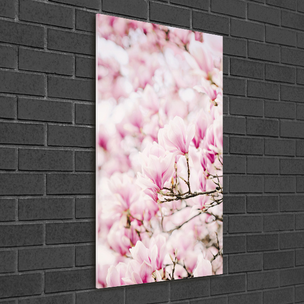 Acrylic print Magnolia flowers