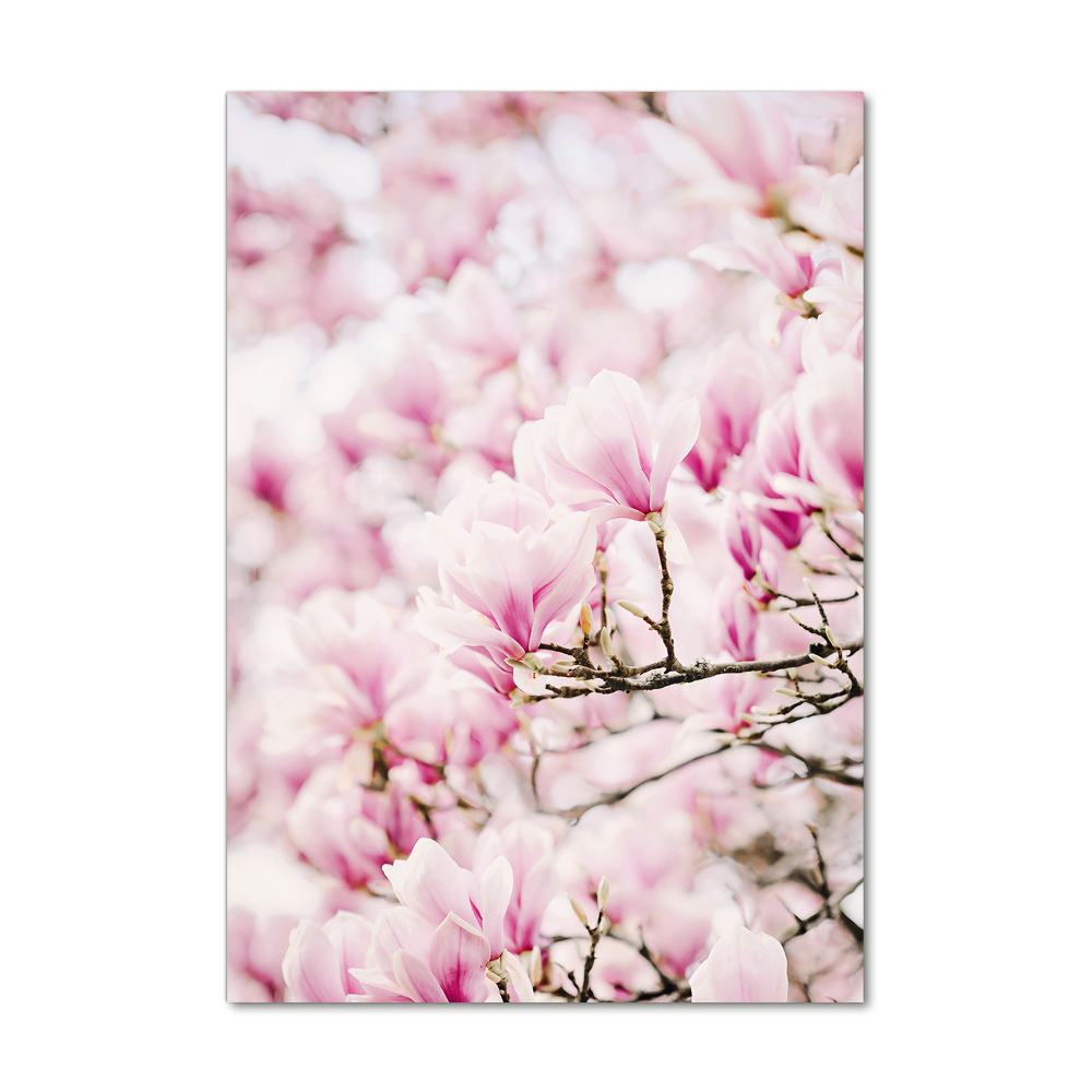 Acrylic print Magnolia flowers