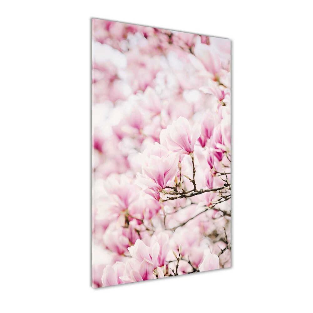 Acrylic print Magnolia flowers