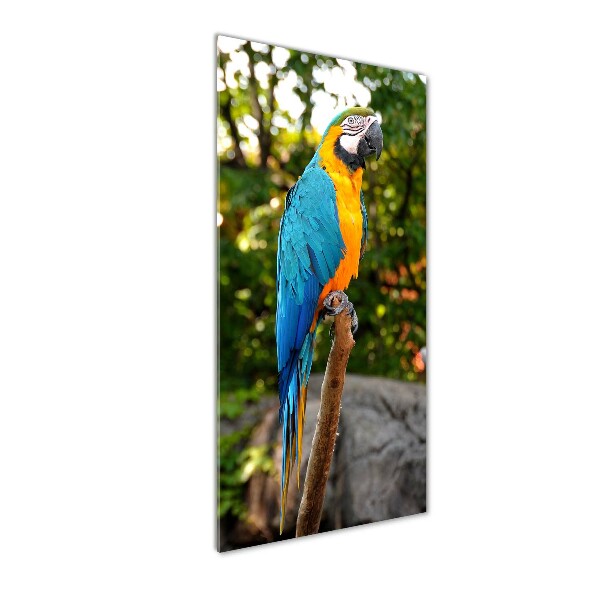 Print on acrylic Ara parrot