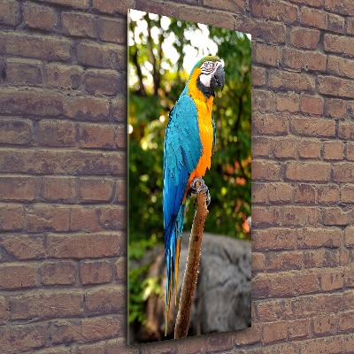 Print on acrylic Ara parrot