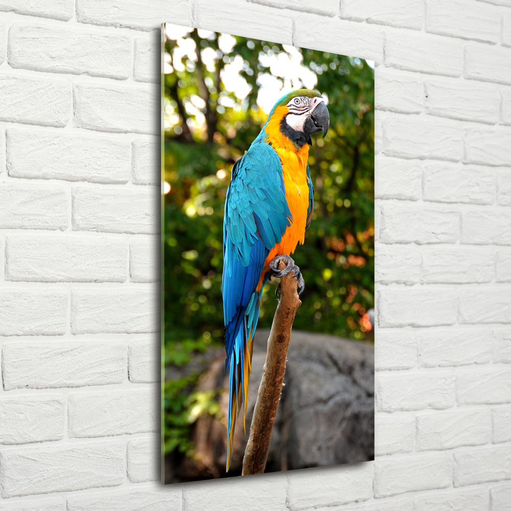 Print on acrylic Ara parrot