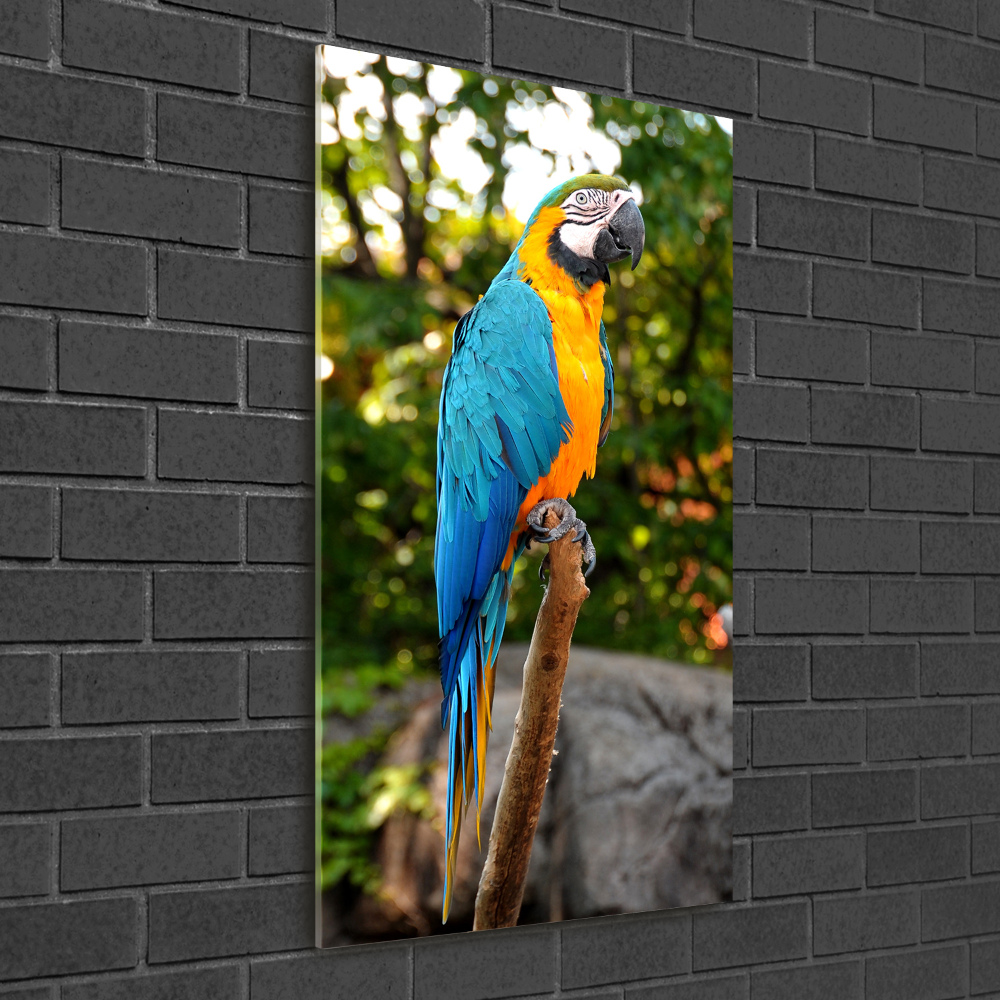 Print on acrylic Ara parrot