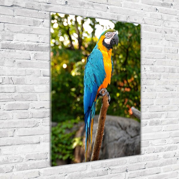 Print on acrylic Ara parrot