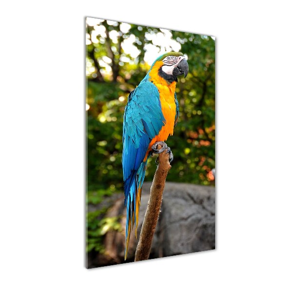 Print on acrylic Ara parrot