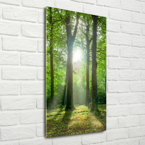 Print on acrylic The sun in the forest