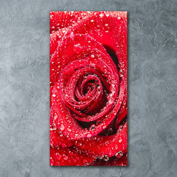 Print on acrylic Red rose