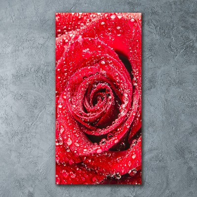 Print on acrylic Red rose