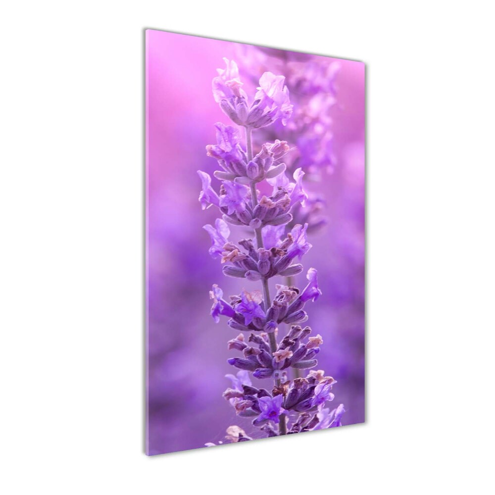 Acrylic print Lavender field