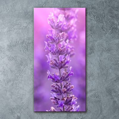 Acrylic print Lavender field