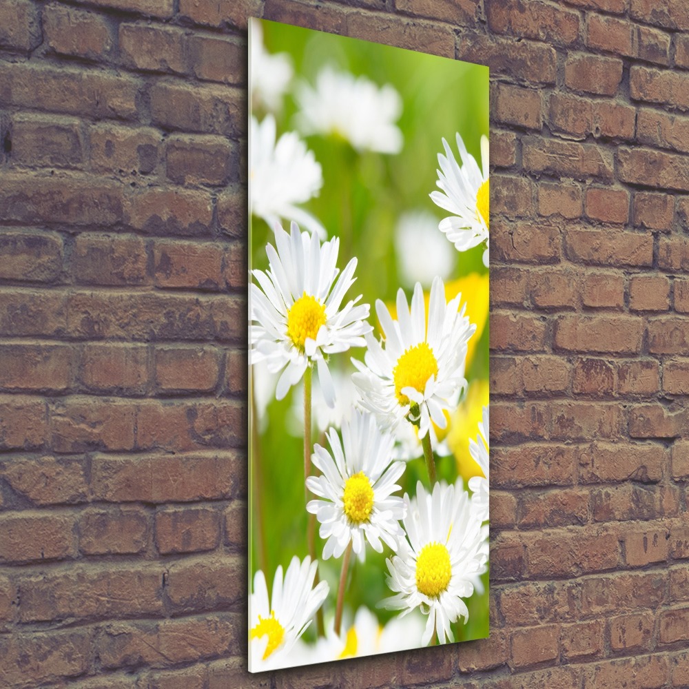 Acrylic print Daisy