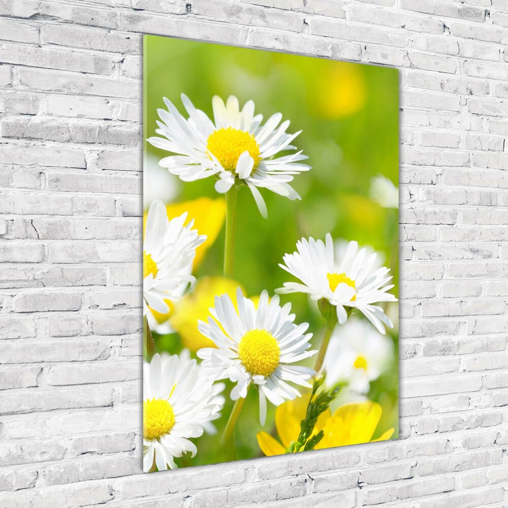 Acrylic print Daisy