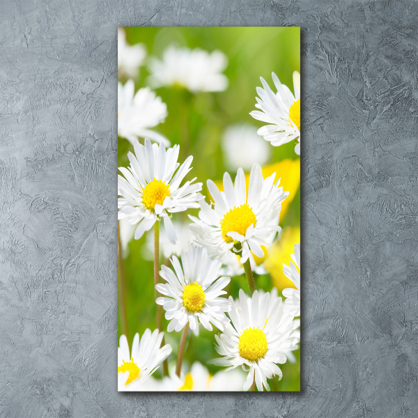 Acrylic print Daisy