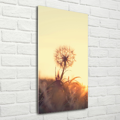 Print on acrylic Dandelion