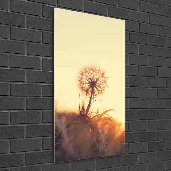 Print on acrylic Dandelion