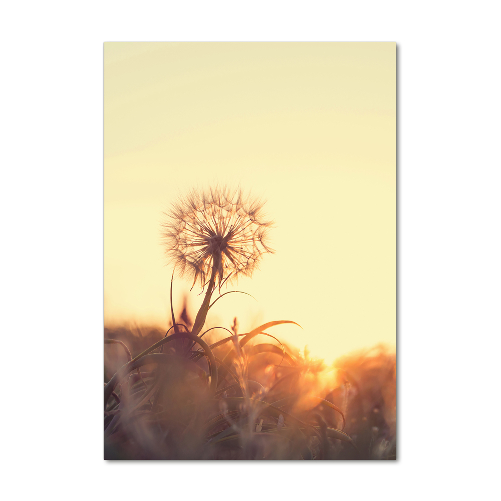 Print on acrylic Dandelion