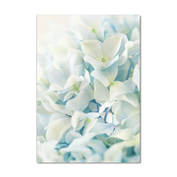 Acrylic print Hydrangea flower