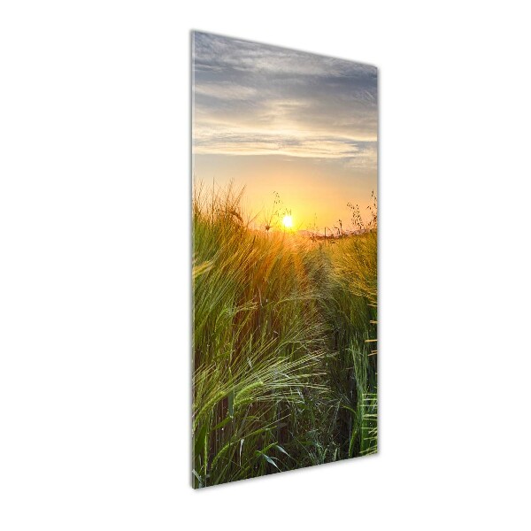 Acrylic glass print Wheat field