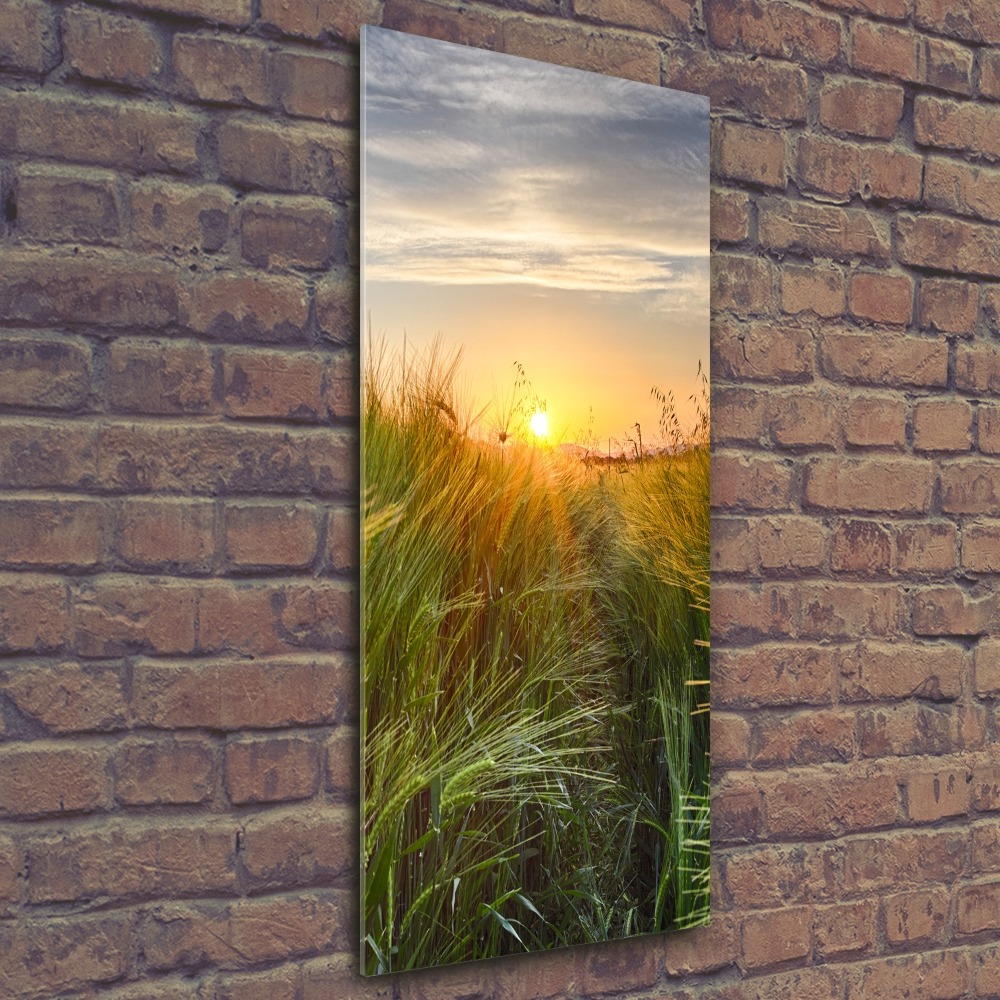 Acrylic glass print Wheat field