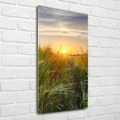 Acrylic glass print Wheat field