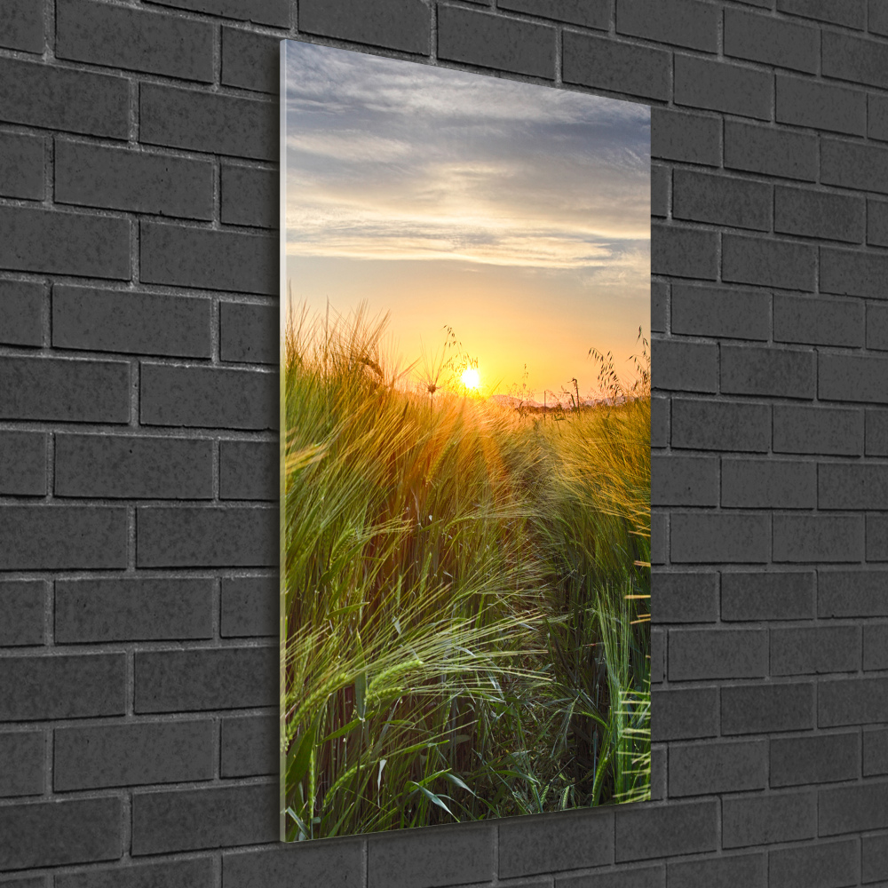 Acrylic glass print Wheat field