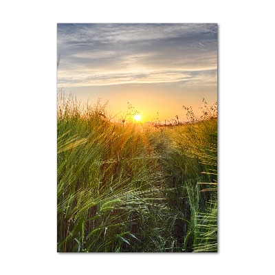 Acrylic glass print Wheat field