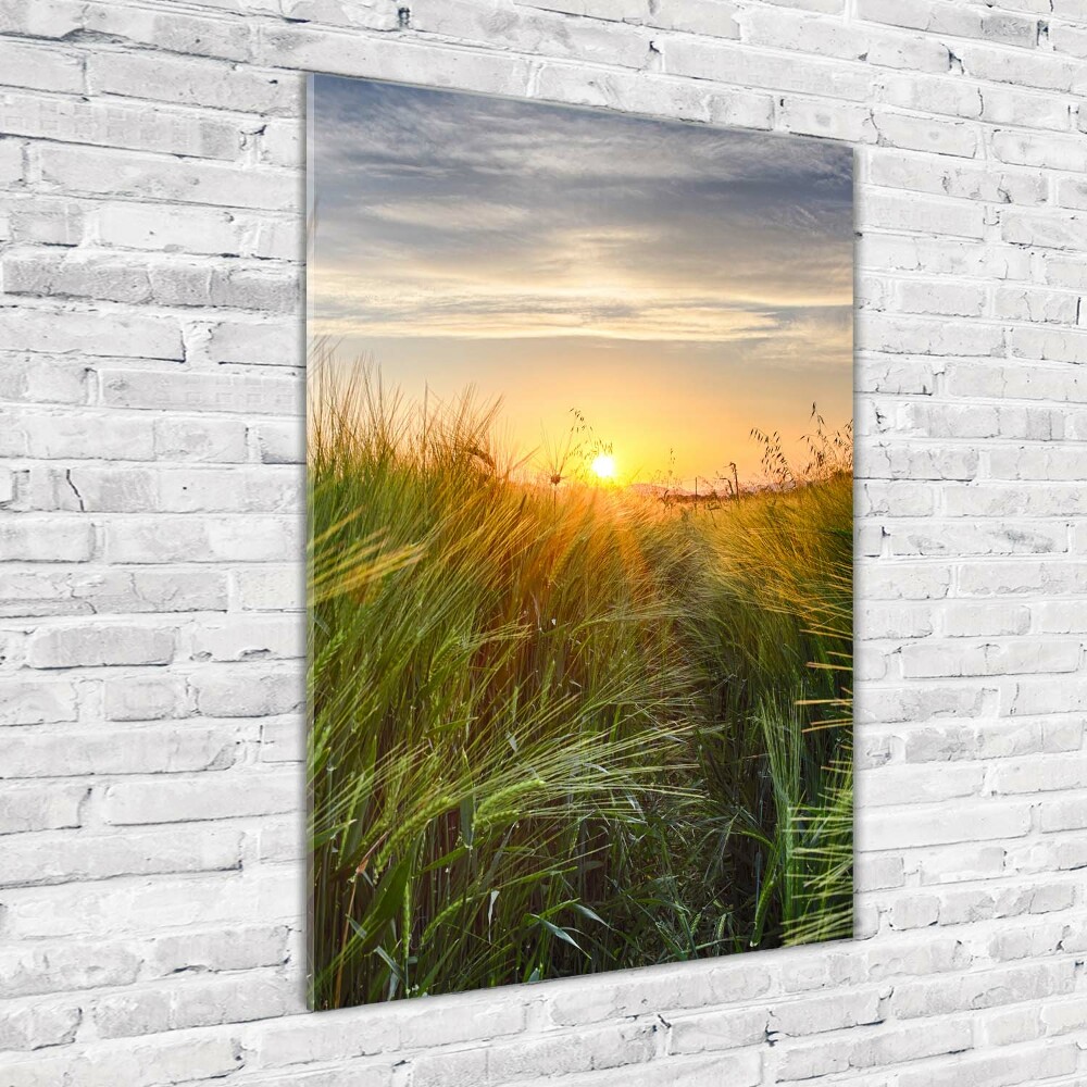 Acrylic glass print Wheat field