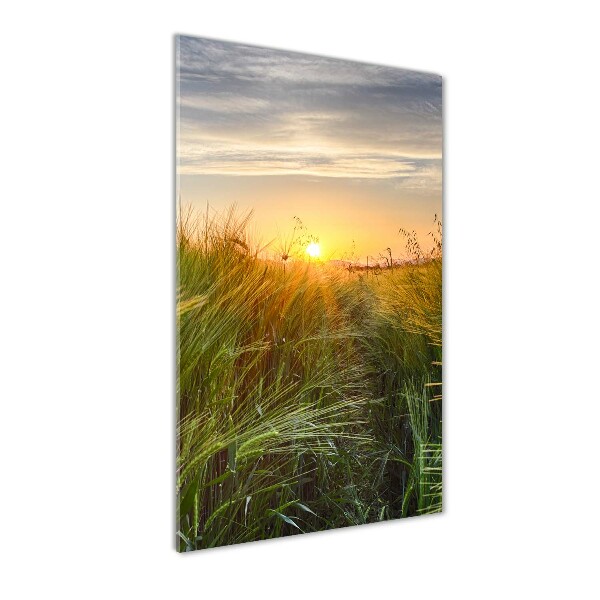 Acrylic glass print Wheat field