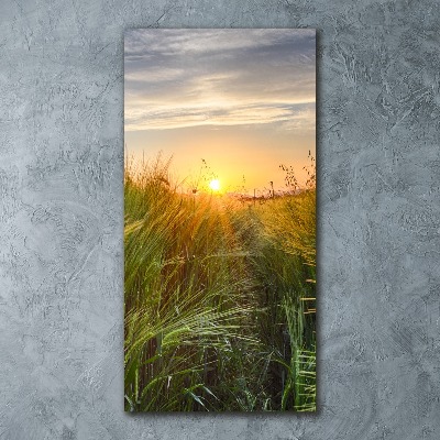 Acrylic glass print Wheat field