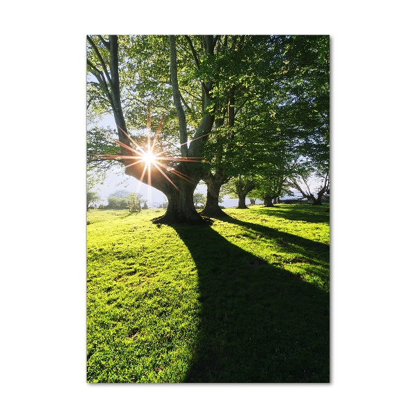 Acrylic glass print Park