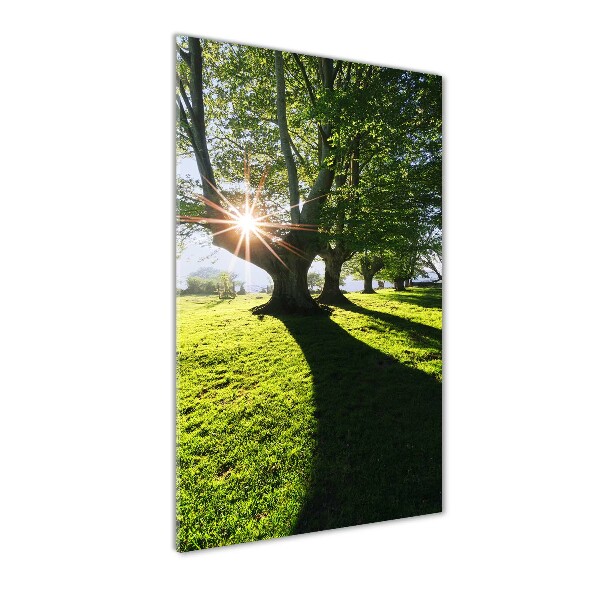 Acrylic glass print Park