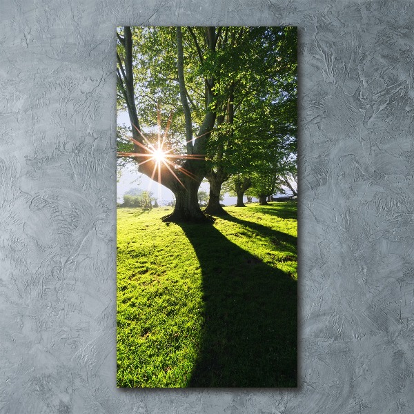 Acrylic glass print Park